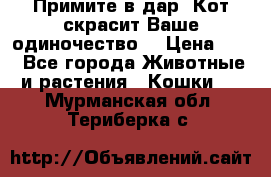 Примите в дар. Кот скрасит Ваше одиночество. › Цена ­ 0 - Все города Животные и растения » Кошки   . Мурманская обл.,Териберка с.